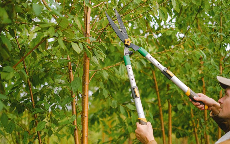 Tree trimming in Mcgrath, AK